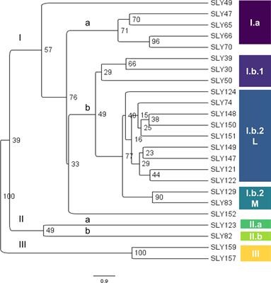 Genetic diversity and distinctiveness of Chilean Limachino tomato (Solanum lycopersicum L.) reveal an in situ conservation during the 20th century
